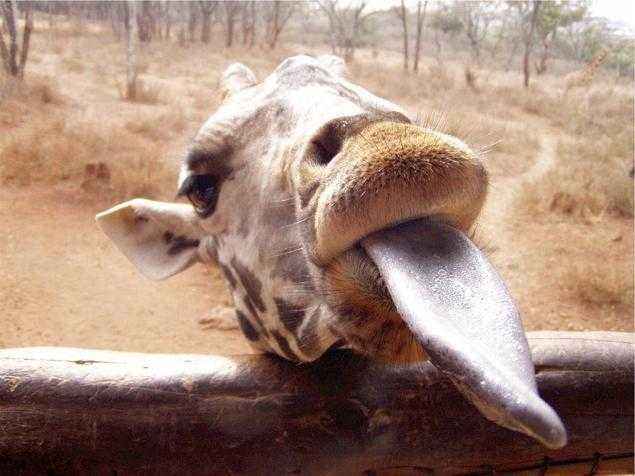 ЯЗЫК ЖИРАФА