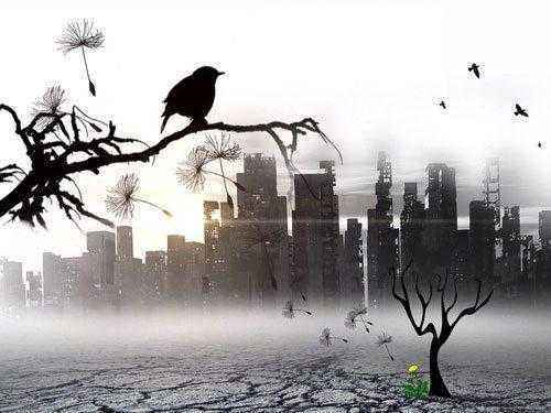 городские-птицы