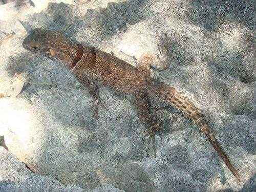 круглохвостая-мадагаскарская-игуана