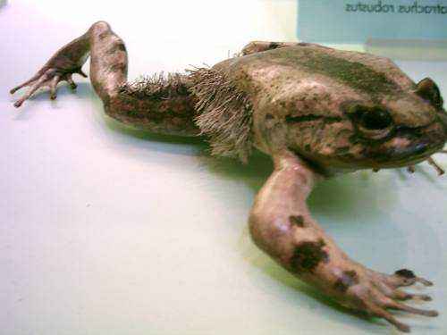 Доклад-сообщение на тему: "Животные Африки"