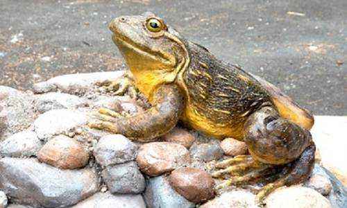 Доклад-сообщение на тему: "Животные Африки"