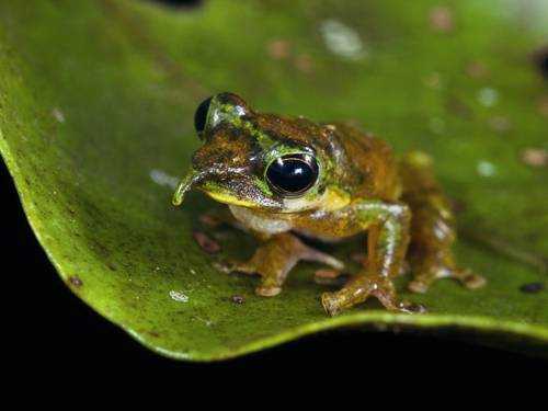 Остроносая древесная лягушка, странная лягушка, необыкновенная лягушка