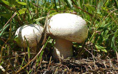 фото Полевых шампиньонов