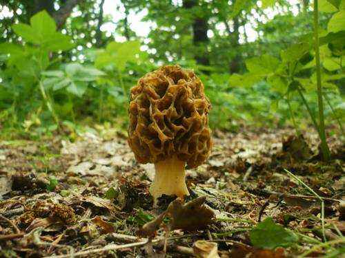 фото гриб Сморчок