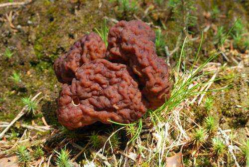 фото гриб строчок