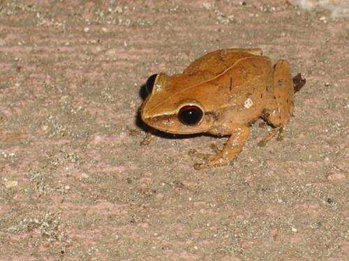 лягушка кокой, ядовитая лягушка, опасная лягушка,