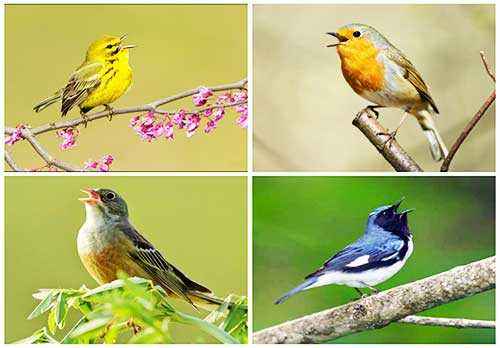 певчие птицы, пение, факты, птицы на ветке, пение птиц