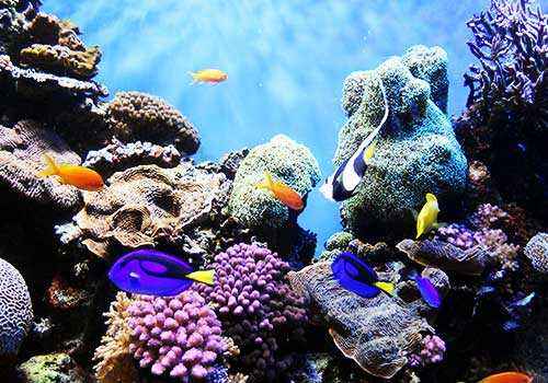 риф, кораллы, рыбы, подводный мир, защита, охрана, моря, океаны