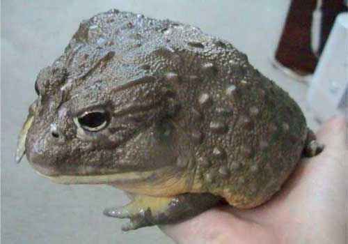 Африканская роющая лягушка