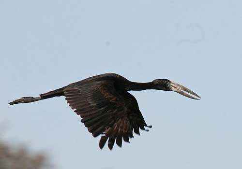 Африканский аист-разиня, полет, черная птица, небо, воздух, прит