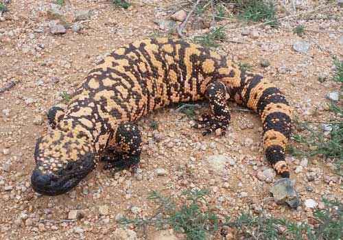 Аризонский ядозуб, ядовитая ящерица,