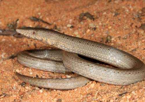 безногая ящерица, ящерица без ног, красный песок
