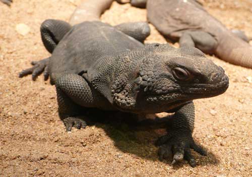 ящерица, чаквелла, песок, рептилия