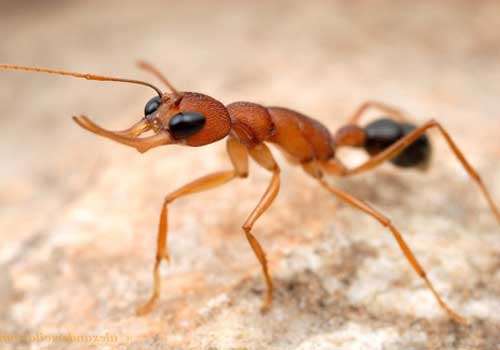 Фаэтончик-красный, муравей, крупным планом
