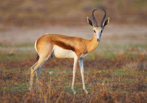 Газель доркас, животное