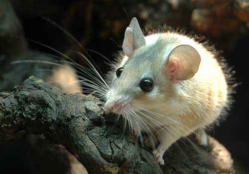 иглистая мышь, белая мышь