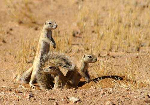 Капские земляные белки, три белки