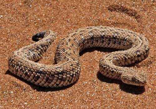 Карликовая африканская гадюка, песок, пустыня