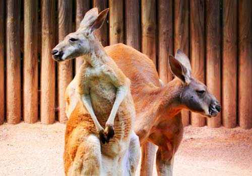 пара кенгуру, два кенгуру, животные
