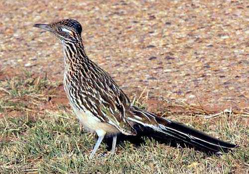 кукушка подорожник, птица