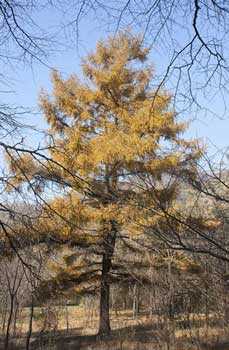 Лиственница Гмелина, хвойное дерево, небо