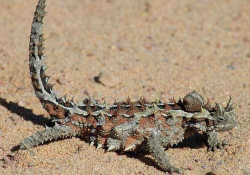 Молох, ящерица, пустыня, песок