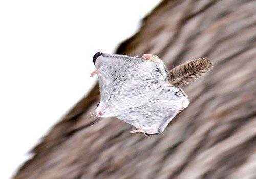 летучая белка, полет белки, дерево,