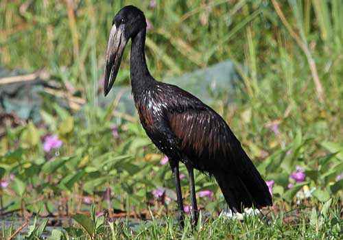 африканский аист-разиня, черная птица, трава, цветы
