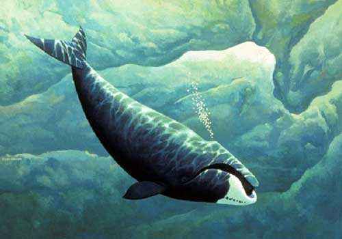 гренландский кит, полярный кит, под водой, рисунок