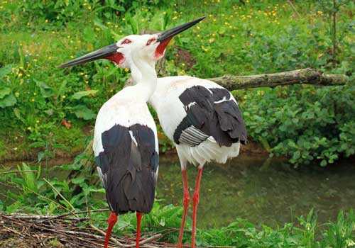 черноклювые аисты, пара, гнездо, размножение, вода, трава