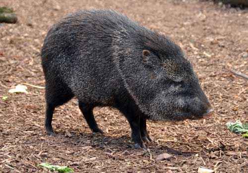 пекариевые, свинья, пустыня