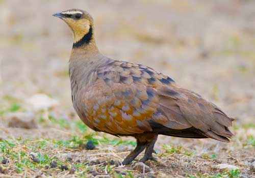 птица, рябковые