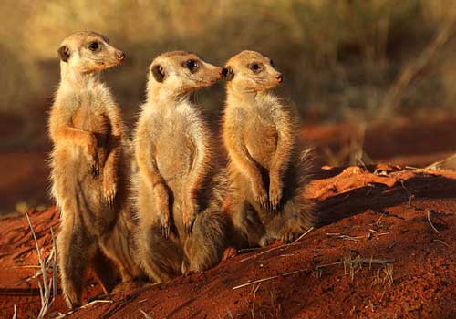 сурикаты, животные, пустыня,