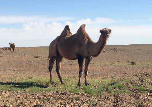 верблюд, двугорбый, голубое небо, облака, пустыня
