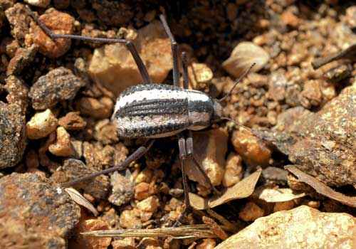 Жук, Stenocara gracilipes, из пустыни Намиб