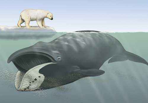полярный кит, гренландский кит, белый медведь, рисунок