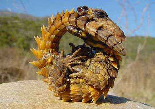 молох, тернистый дракон, тернистый дьявол, колючая ящерица, песок, скрученная ящерица, пустыня