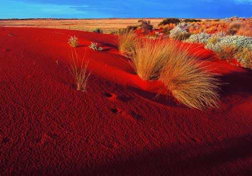 ярко красный песок,пустыня, голубое небо, растения, трава