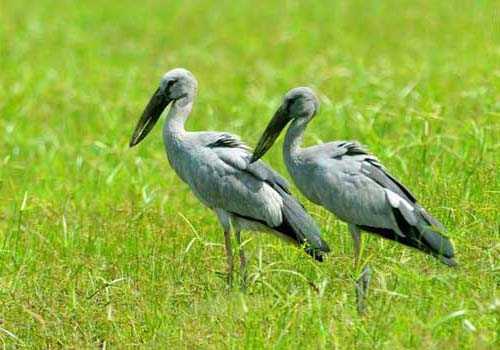 аисты, пара, трава, птицы, 