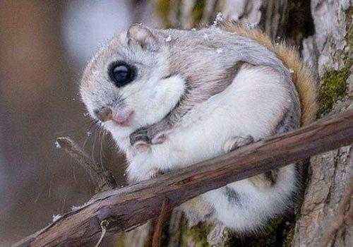 ветка, дерево, летучая белка