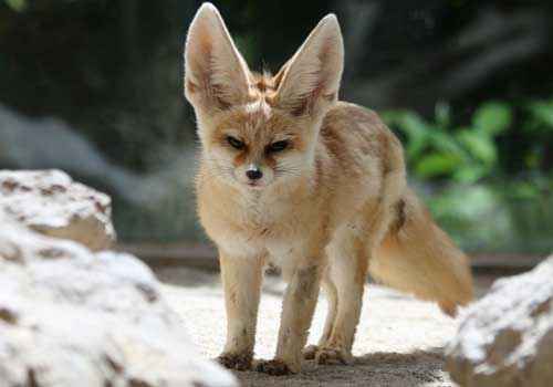 лисица, лиса, фенек, большие уши