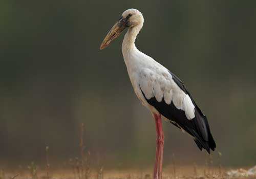 индийский аист-разиня