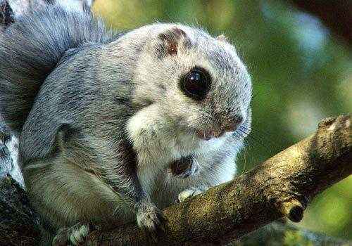 летающая белка, на ветке