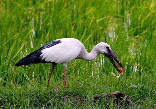 аист-разиня, с добычей, болото, трава, вода, птица