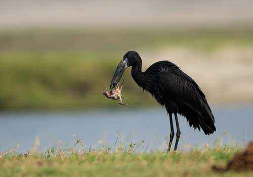 африканский аист-разиня, краб, добыча, корм, черная птица, вода, трава