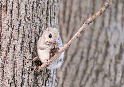 белка-летяга, дерево, ветка, белка ест