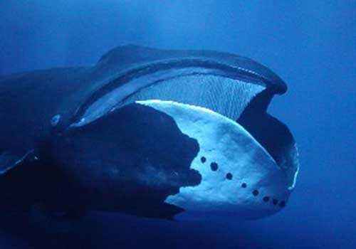 гренландский кит, полярный кит, пасть, питание