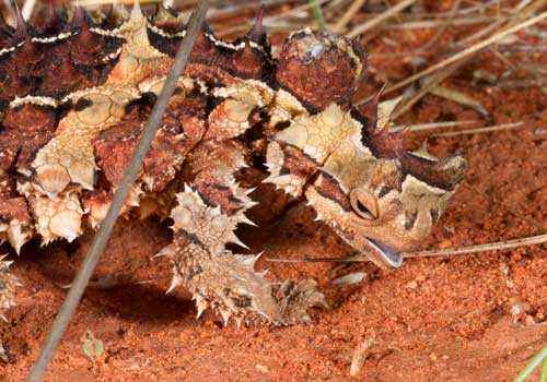 молох, тернистый дракон, тернистый дьявол, колючая ящерица, красный песок, пустыня
