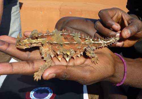 рука человека, молох, тернистый дракон, тернистый дьявол, колючая ящерица, 