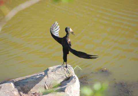 птица, камень вода, взмах крыльев, аист-разиня,